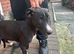Wheaton bull greyhound