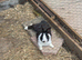 Male Dutch Rabbit
