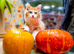 Stunning FIFe Registered Kurilian Bobtail kittens