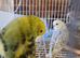 Lovely budgies
