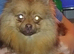 Pomeranian chocolate female