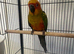 Hand Reared Baby Sun Conure