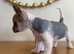 Chinese crested /chihuahua