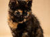 Kittens for sale