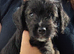 Jackapoo puppie boy ready to leave