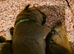 Dogue de bordeaux mix