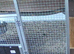 Pair of african greys
