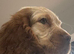 Roan cocker spaniel boy for stud