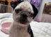 Two beautiful panda pug girls