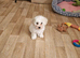 Bichon Frise Last Puppy Champion Bloodline