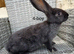 8 weeks old Pure bred Conti giants