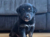 Border collie puppies