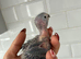 Pearly conures hand reared silly tame!