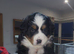 Female bernese mountain dog pup