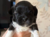 Lhasa Apso puppies for sale