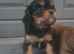Ready now Health tested cavalier puppies
