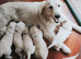 Doggy Dula, Support with delivering and nurturing your dog while in labour, during delivery and helping with the feeding