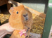 Make guinea pigs