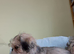 Boy Pugzu for sale