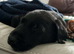 Labrador puppies last one