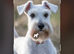 Schnauzer STUD WHITE K C REG