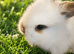 Beautiful Lionhead Kits Babies – Waiting List Now Open ️