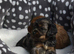 Health Tested Cavapoo Puppies