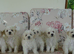 Beautiful Bichon Frise Puppies