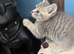 British shorthair cross