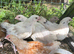 4 young cockerels free too good home