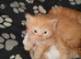 Domestic/main coon/ragdoll