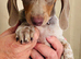 Miniature dachshund puppies