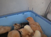 Chick 3days old upwards