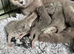 British short haired kittens