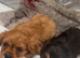 King Charles puppy&rsquo;s
