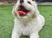One puppy left due to time wasters