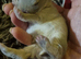 Baby Netherland Dwarf Agouti Male