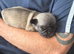 Pug male