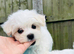 Maltese hypoallergenic puppies -3 boys available