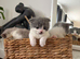British Shorthair Cross (Scottish Fold)