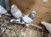 Two young Turkish takla for sale