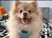 Pomeranian male dog for stud only.