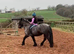 10yr old 14.1hh Pure Bred Dales Mare