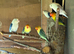 Baby lovebirds