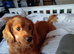 Selling puppies