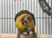Hand Reared Baby Yellow Thighed Caiques