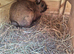 2 rabbits and hutch