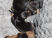 Miniature Dachshund Puppies