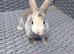 Mini Lop cross Lionheads super friendly!