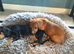 Puppy dauchunds
